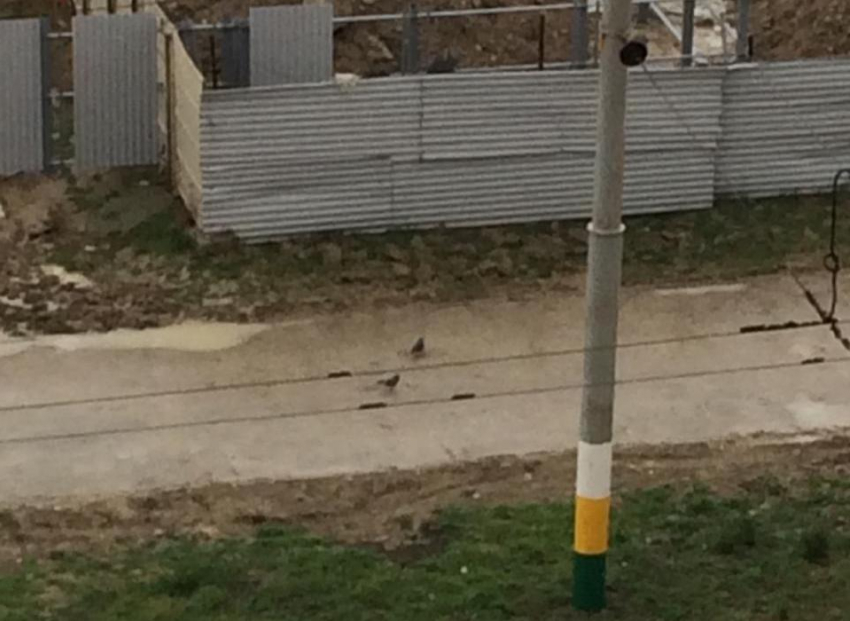 Птицы бродят по тротуарам Новороссийска