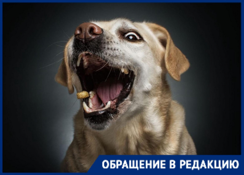 Собака покусала жительницу Новороссийска с ребёнком на руках и, похоже, никто не понесёт за это наказание