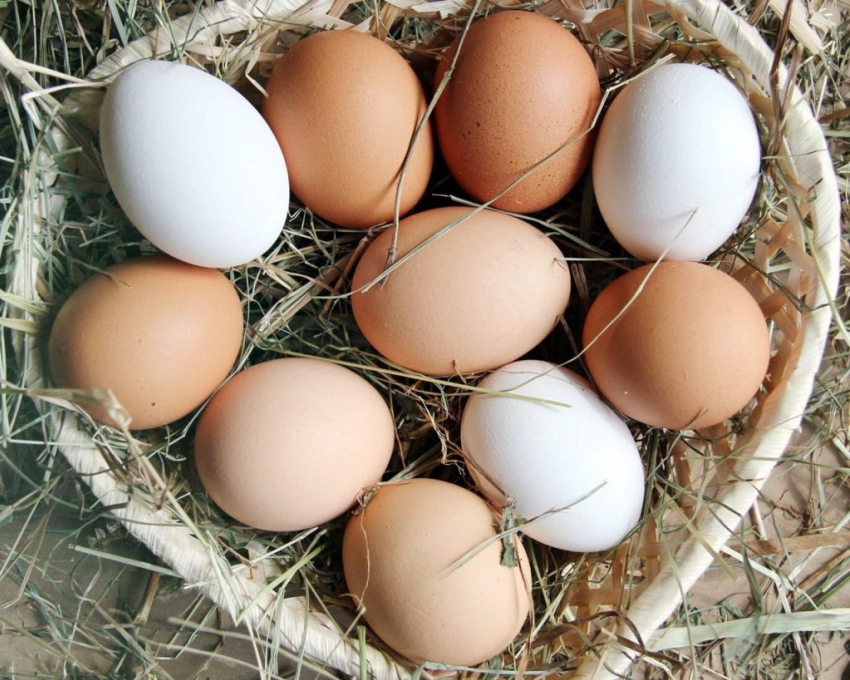 "Золотые яйца» в Новороссийске скоро перестанут дорожать 