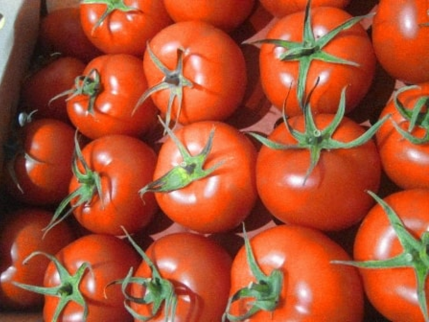 120 тонн томатов вернули из Новороссийска в Турцию и Египет