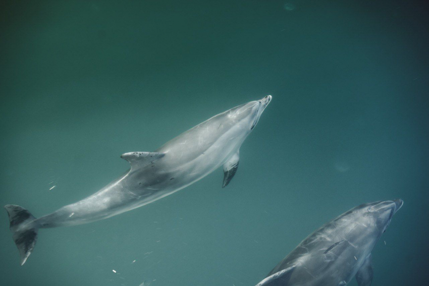 Черноморским дельфинам нужна помощь: в Новороссийске ищут место для госпиталя 