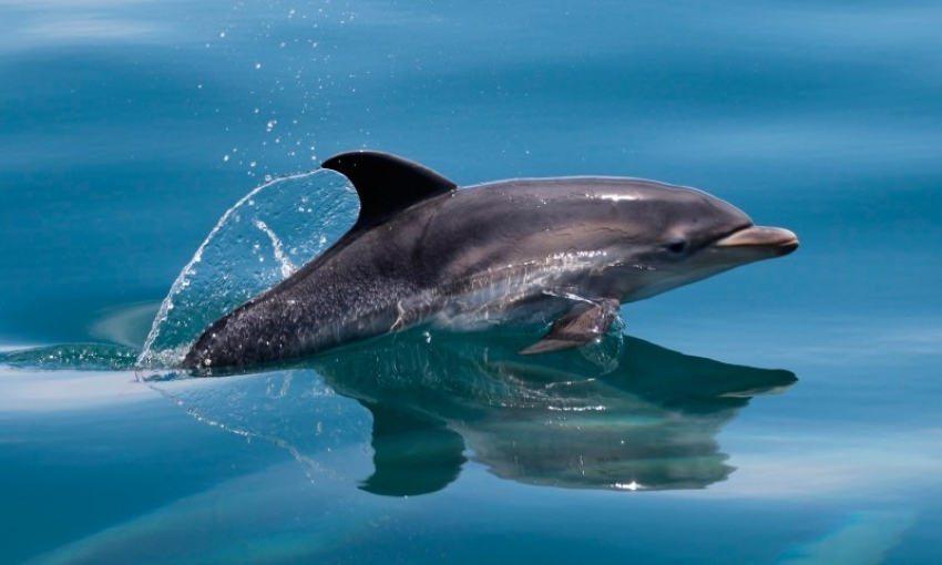 Какие дельфины обитают в Новороссийске, и как с ними «подружиться» 