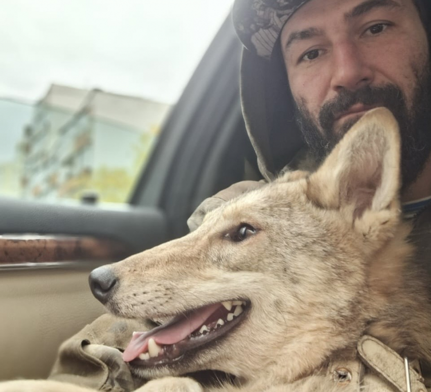 С волками жить: о волчьем приюте под Новороссийском, его хозяине и помощи читателей «Блокнота»