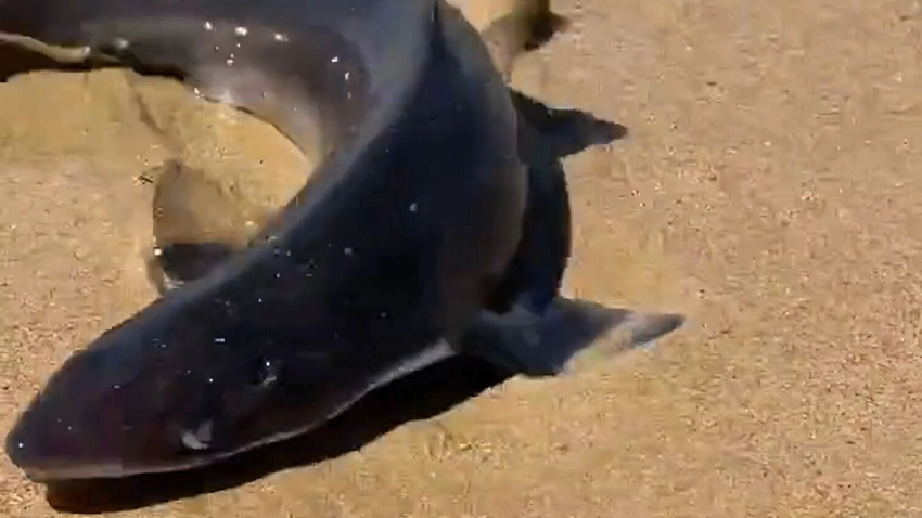 Выбросило к людям: на берегу моря в Анапе местный блогер обнаружил живую акулу