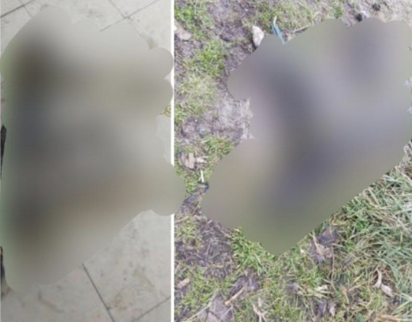 Массовое отравление собак в Новороссийске: разбирается полиция 