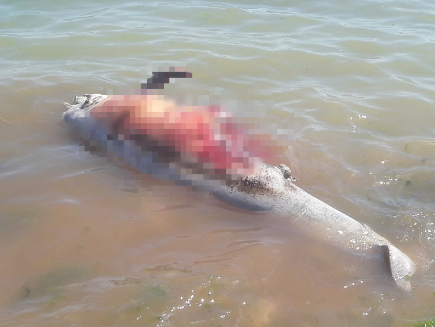 Дельфин со вспоротым брюхом ожидал новороссийцев на одном из загородных пляжей