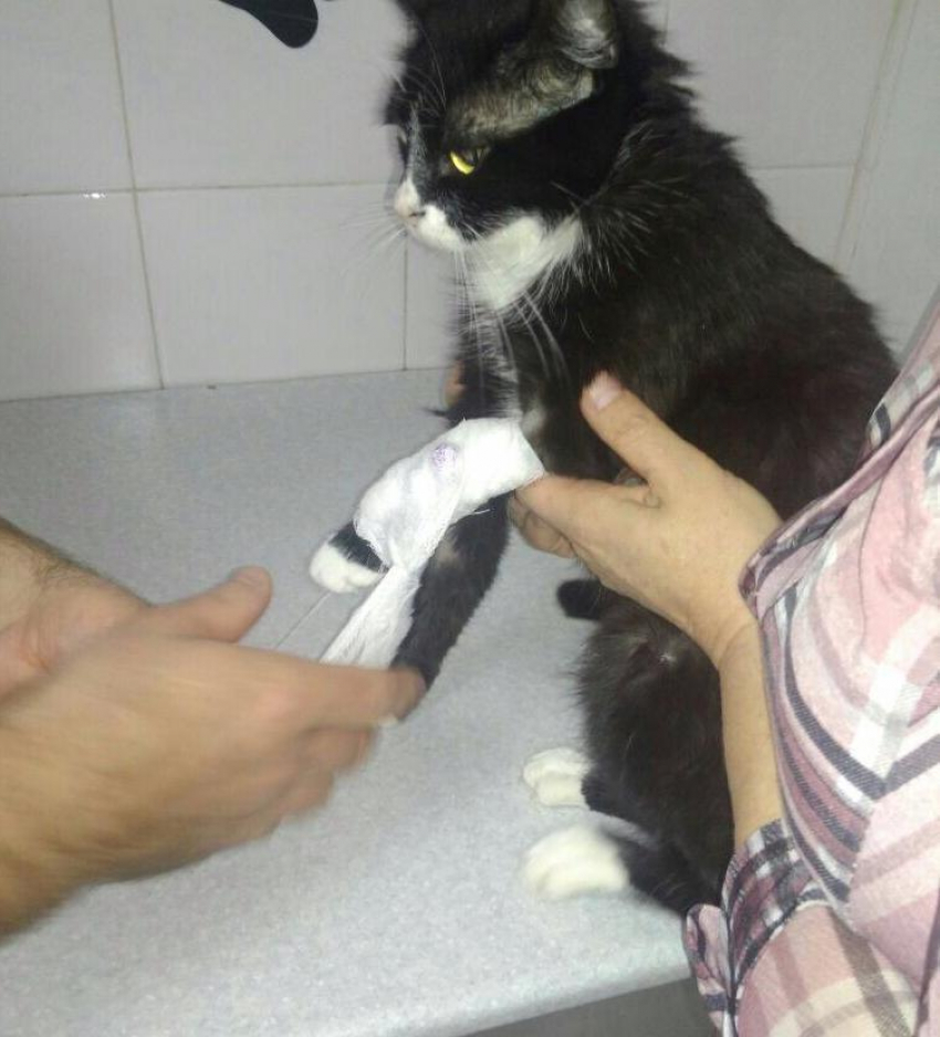Кошка Соня нашла свою смерть в ветеринарной клинике Новороссийска «9 жизней"