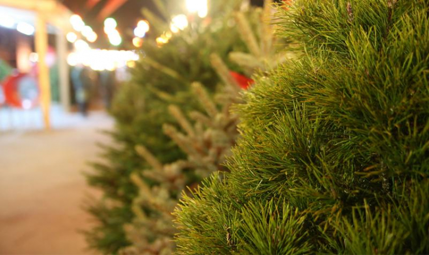 Где купить ёлку в Новороссийске: новые торговые точки