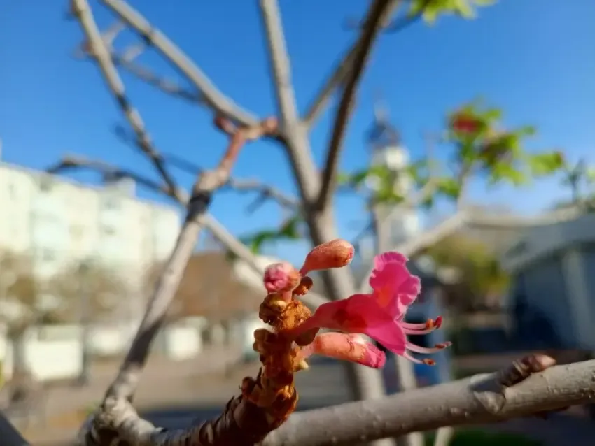 Каштаны зацвели на бульваре Черняховского: в Новороссийске весенняя погода