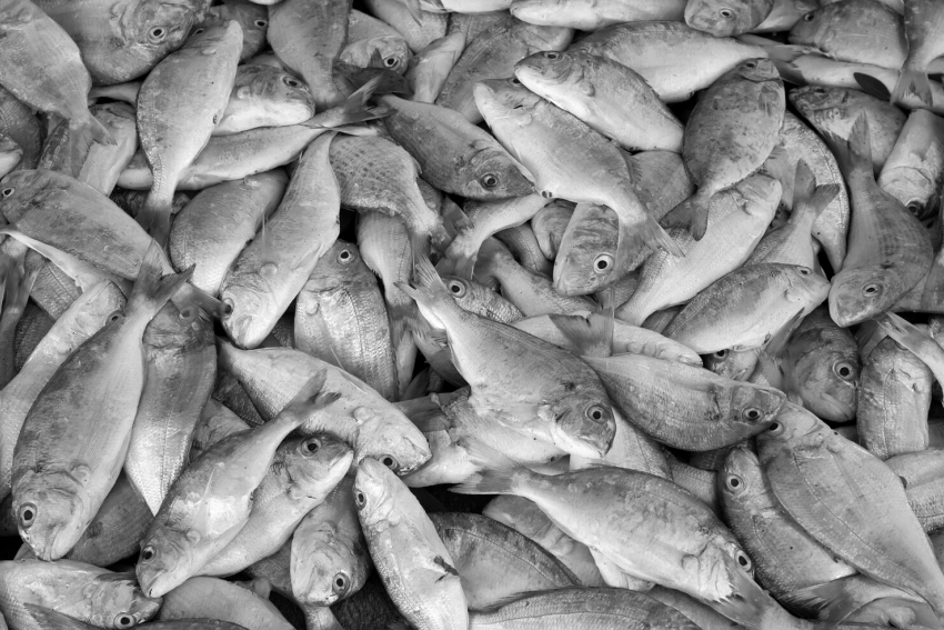 Со вкусом ртути: рыбу из портов Краснодарского края признали опасной из-за токсинов