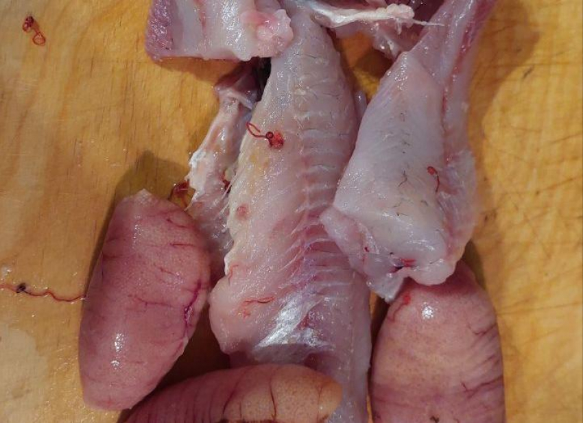 Белковый сюрприз: рыбу с красными глистами продают новороссийцам 
