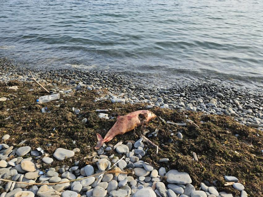 В Чёрном море продолжают массово гибнуть дельфины: мазут мог «подорвать» иммунитет китообразных 