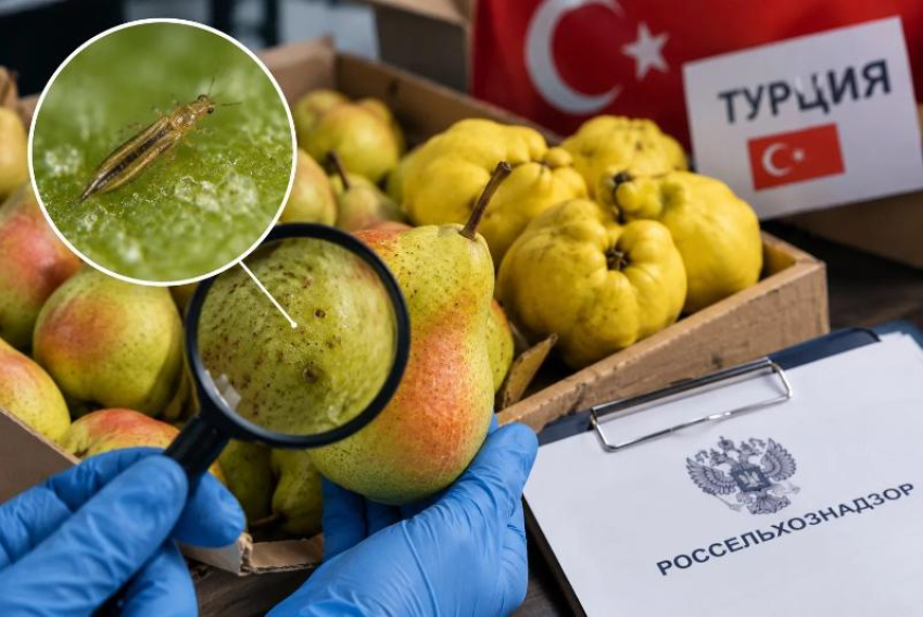 Турецкие груши и айва с вредителями попали на проверку в Краснодаре