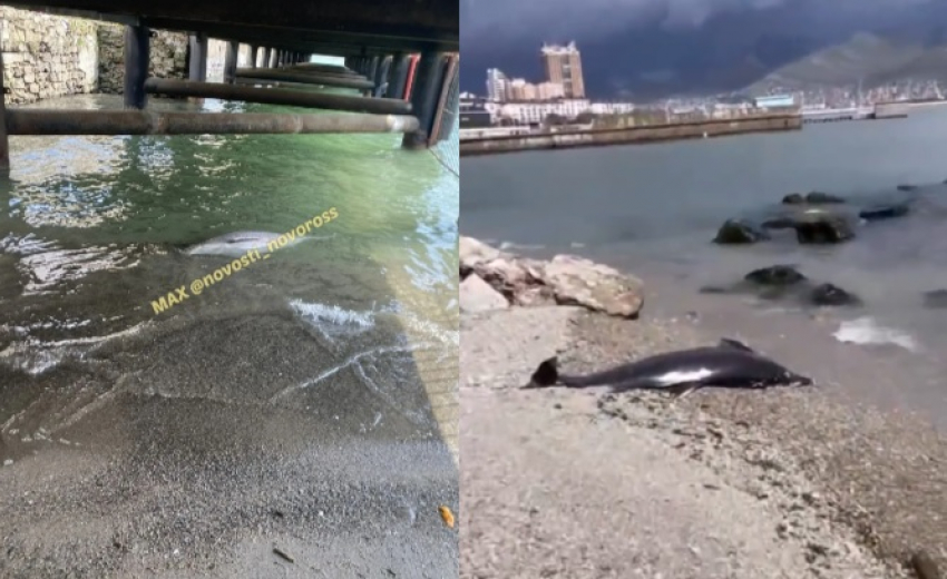 Мертвых дельфинов вновь нашли в Новороссийске