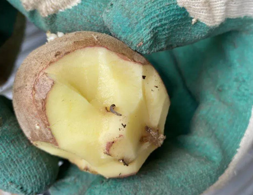 В Новороссийск из Египта приехала картошка с молью