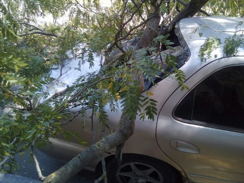 Уставшее дерево пробило стекло автомобиля в Новороссийске
