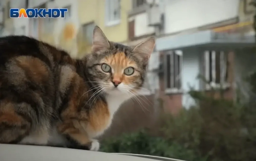 Гороскоп от Блокнота: Девам – не откладывать дела на потом, Скорпионам - не бояться нестандартных решений 