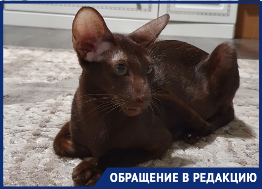 "Вся эта медицина- развод на деньги!",- жительница Новороссийска уже месяц не может вылечить кошку