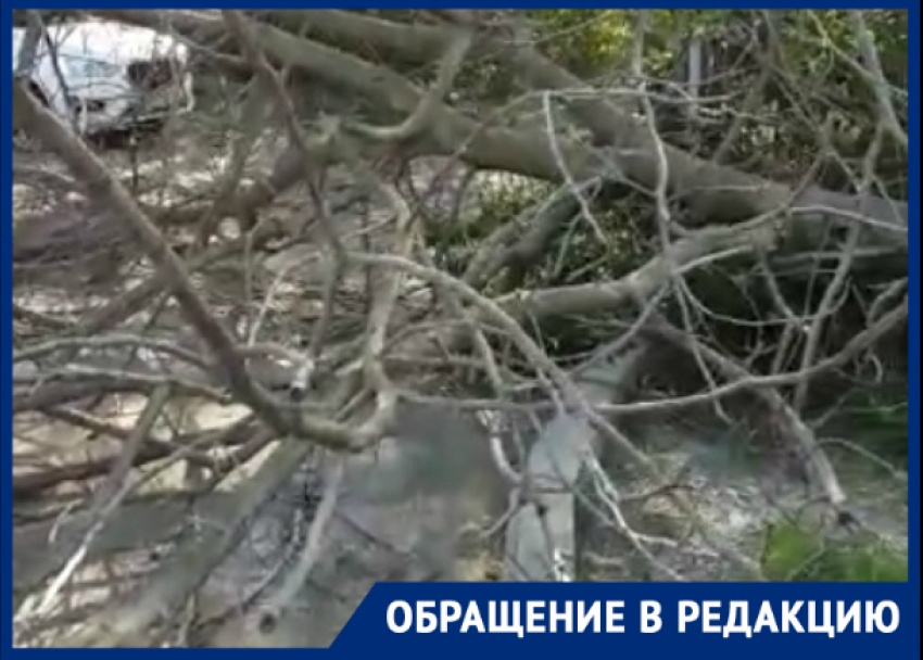 «Повезло, что не убило»: сухое дерево рухнуло на двух новороссийцев