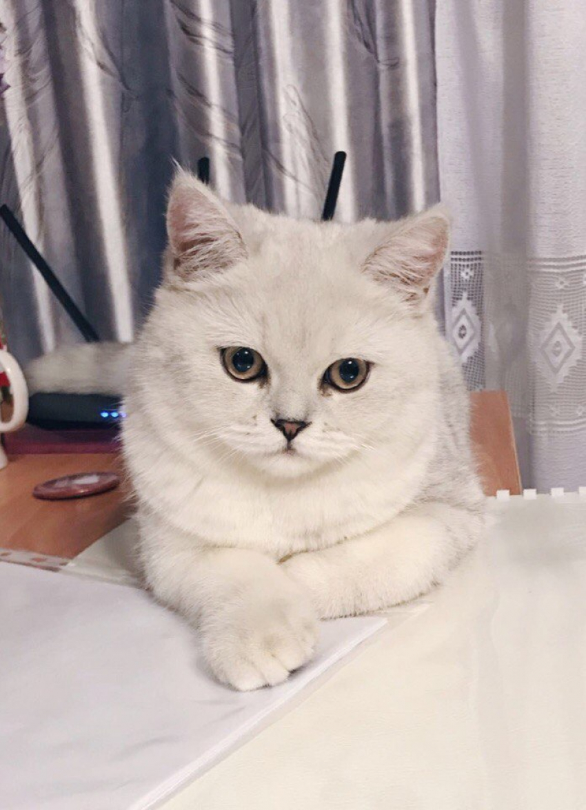 Кокос - любопытный и смелый в конкурсе «Самый красивый кот-2018"