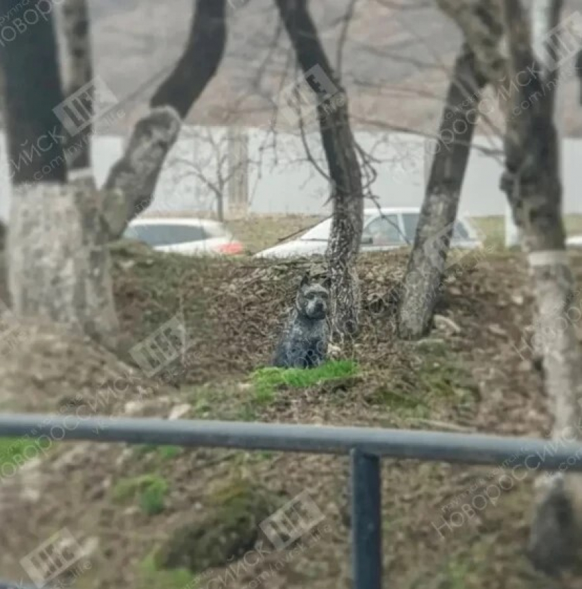 История новороссийского Хатико тронула пользователей соцсетей: кого ждет собака