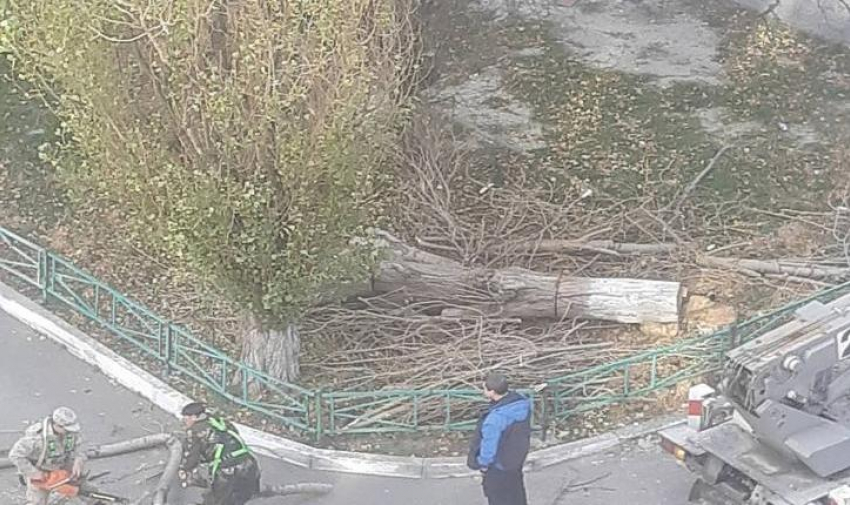 Местная жительница рассказала об уничтожении «здоровых» деревьев возле одного из домов Новороссийска