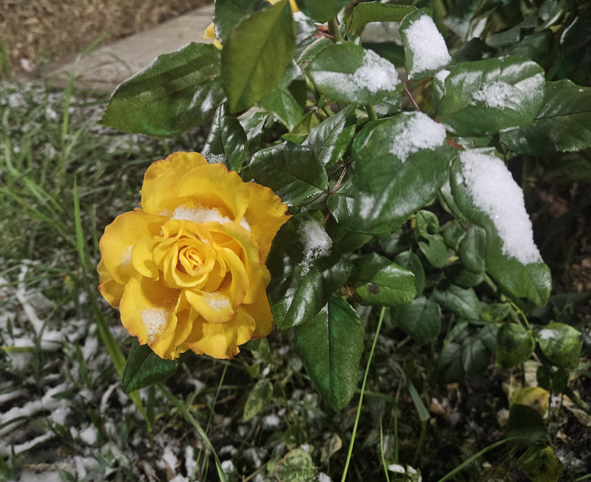 Гороскоп от «Блокнота»: Весам срочно отдохнуть, а Львам быть готовыми к неожиданным поворотам 