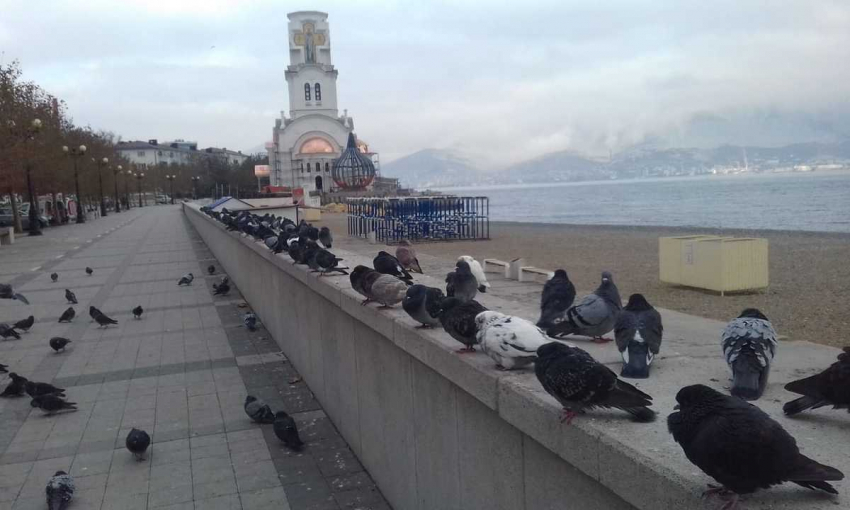 Набережную Новороссийска загадили голуби, а отмывать придется людям
