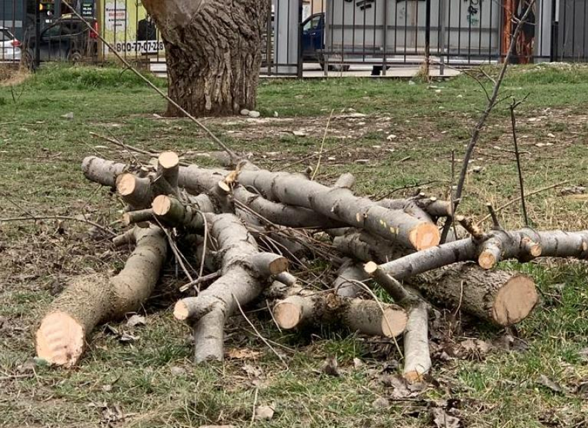 Экологи бьют тревогу: в Пионерской роще вырубили деревья 