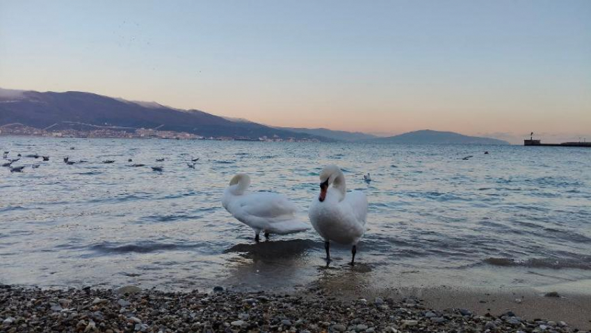 Гороскоп от «Блокнота»: Львам удастся улучшить финансовое положение, а Водолеям – проявить креативность
