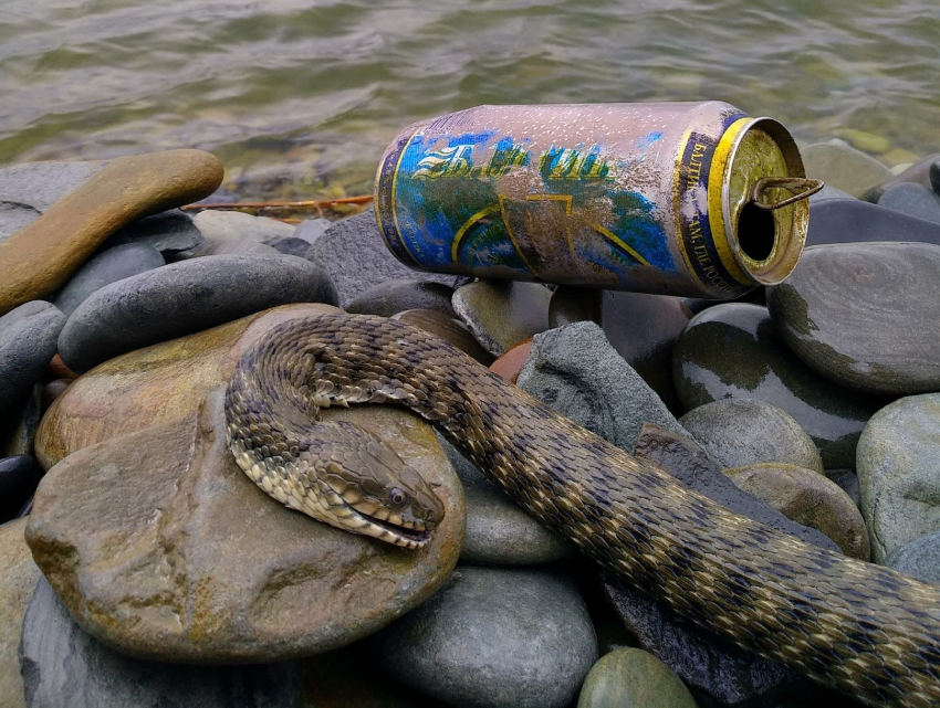 Смертоносный новороссийский мусор продолжает уничтожать фауну Суджукской лагуны
