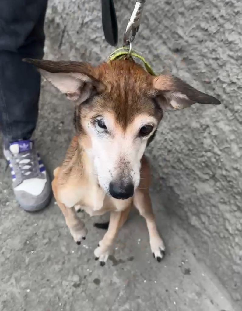 В Новороссийске собак морили голодом и жаждой, чтобы те не ходили в туалет