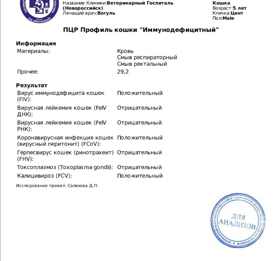 До и после вируса иммунодефицита — 3-летний Цент борется за свою жизнь в Новороссийске