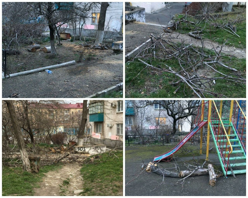 ветки коллаж.jpg