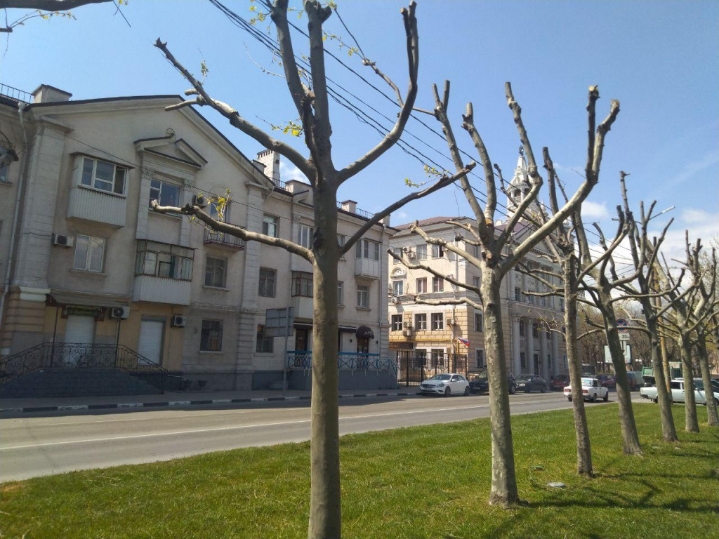 платан1.jpg