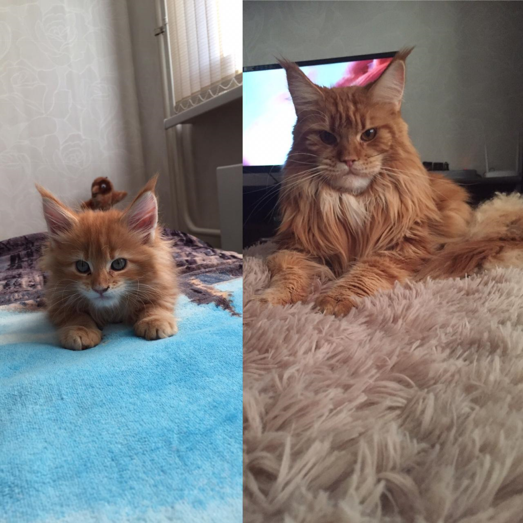 рпр.png